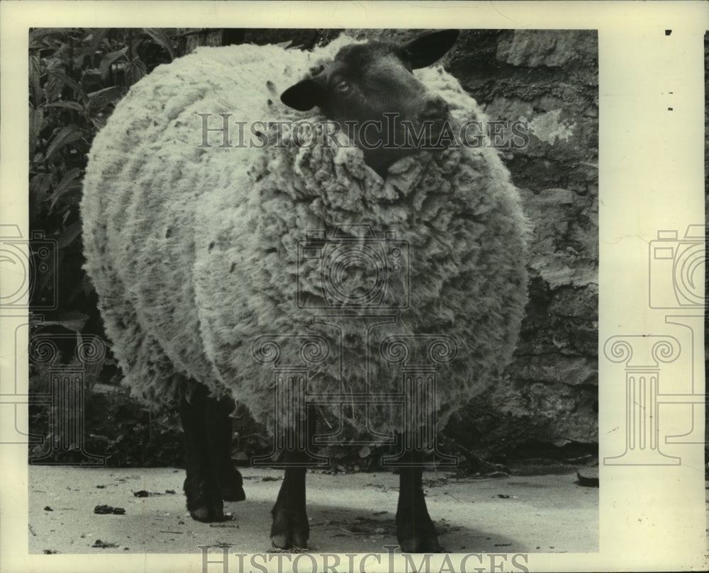 1969 Press Photo Sheep on vacated farm near Blanchardville, Green County- Historic Images