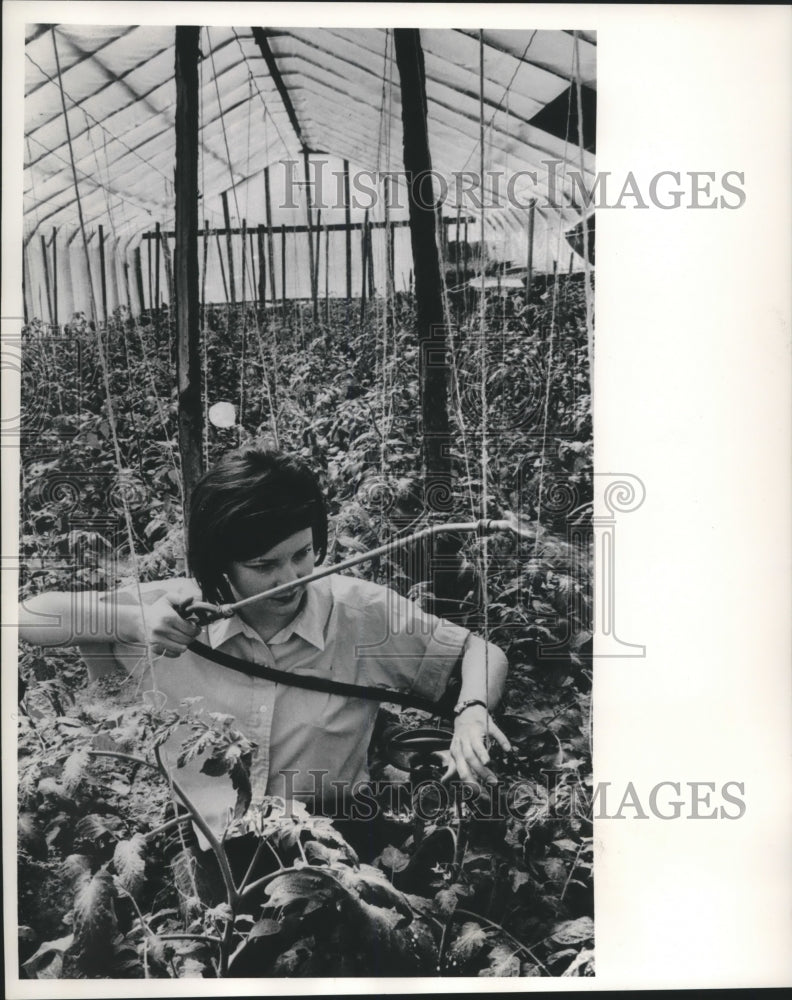 1965 Press Photo Sarah Jane Van Roo sprays tomatoes in greenhouse in Kentucky.- Historic Images