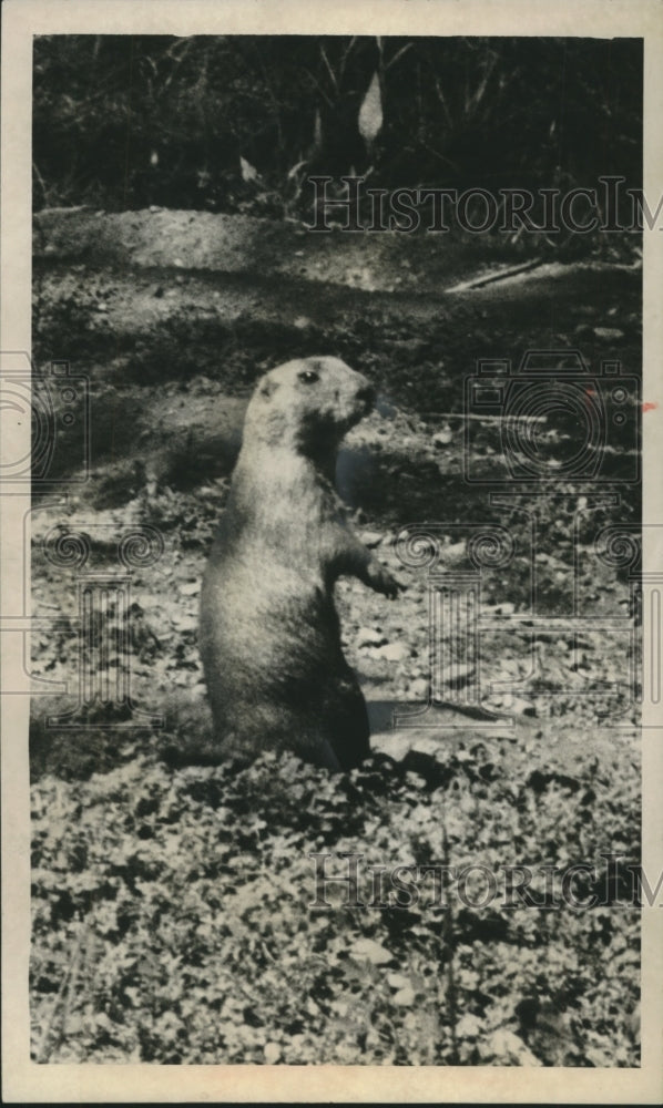 1962 Press Photo A lone prairie dog at at the Washington Park Zoo - mjb95243