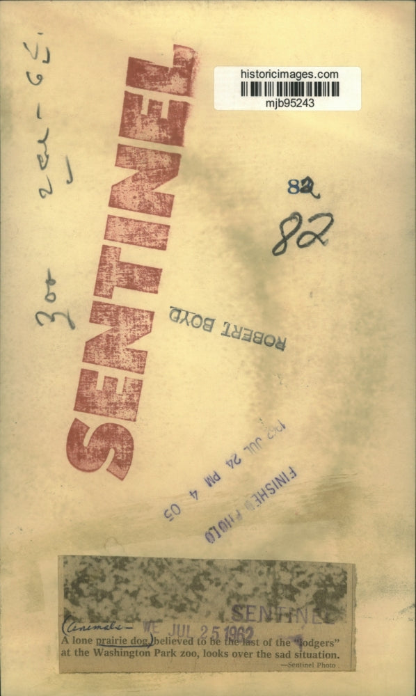 1962 Press Photo A lone prairie dog at at the Washington Park Zoo - mjb95243