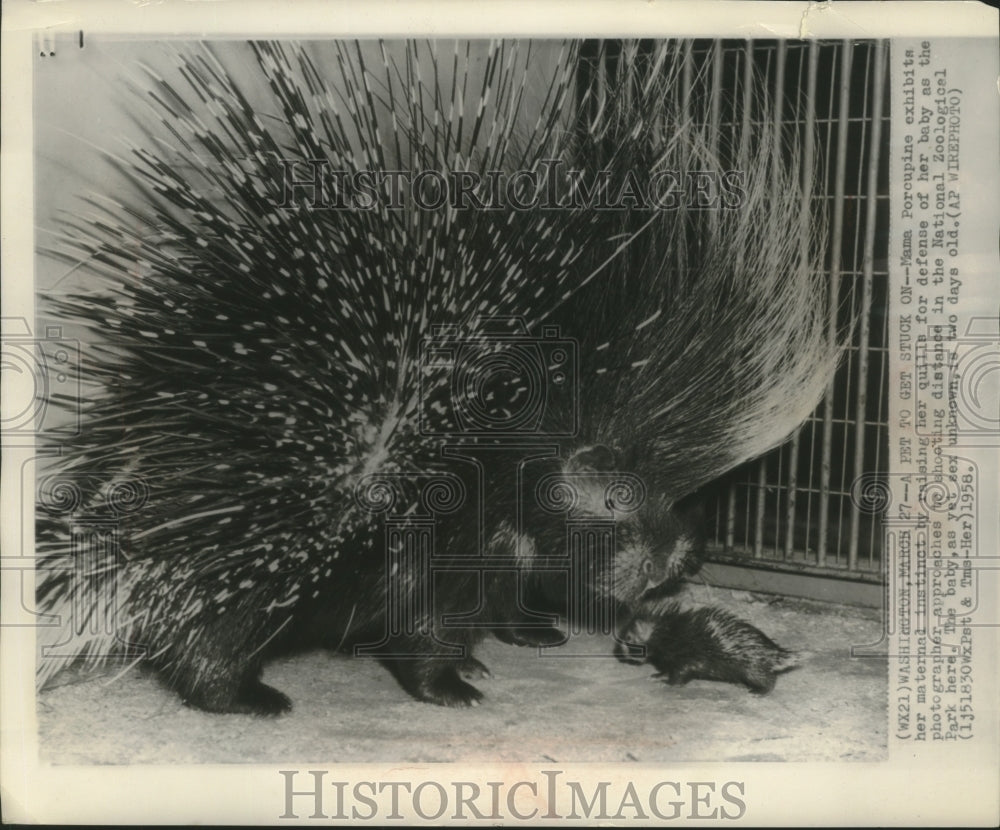 1958 Press Photo Mama porcupine with baby at the National Zoological Park- Historic Images