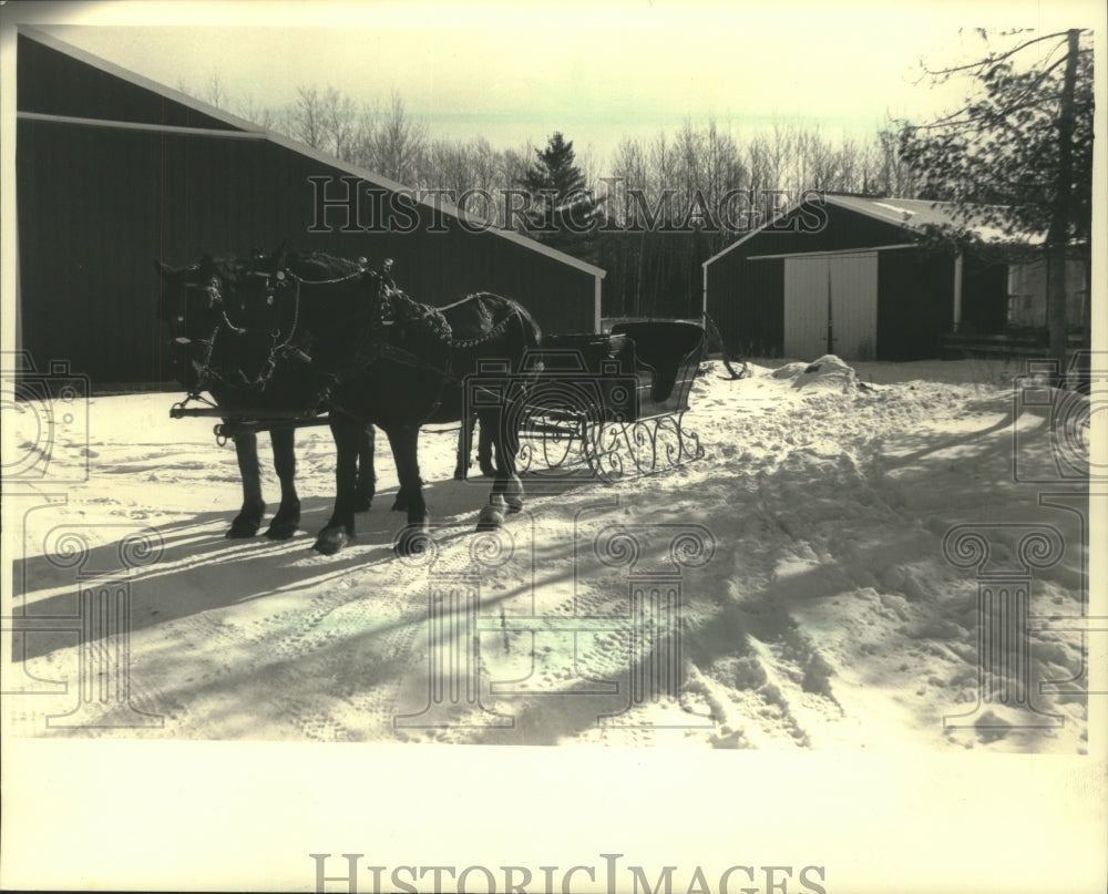 1987 Press Photo Percherons Dan and Ted waiting to pull a cutter on Soder Farm.