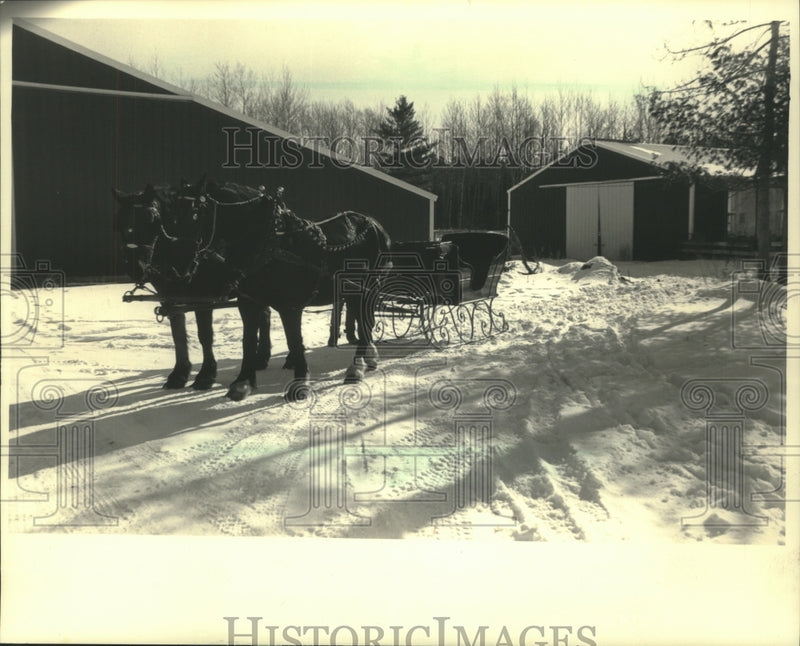 Load image into Gallery viewer, 1987 Press Photo Percherons Dan and Ted waiting to pull a cutter on Soder Farm.
