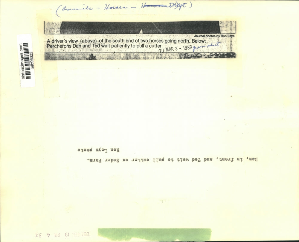 1987 Press Photo Percherons Dan and Ted waiting to pull a cutter on Soder Farm.