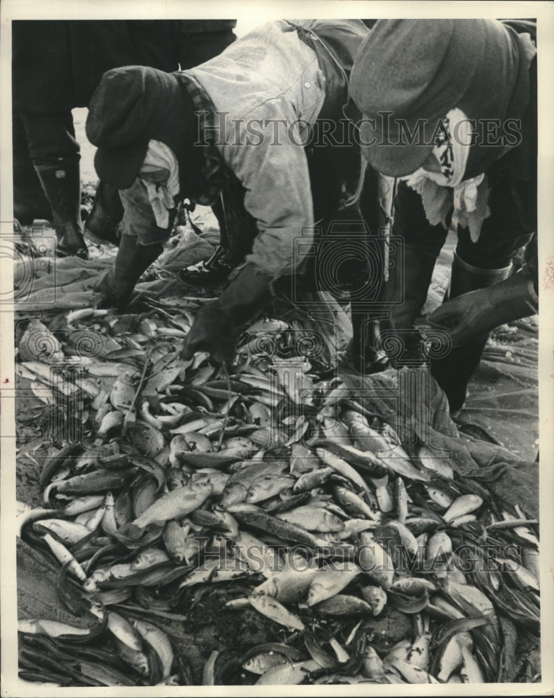 1957 Press Photo Thousands of Wakasagi fish hauled out on the ice and sorted- Historic Images