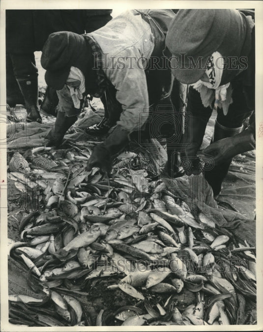 1957 Press Photo Thousands of Wakasagi fish hauled out on the ice and sorted- Historic Images