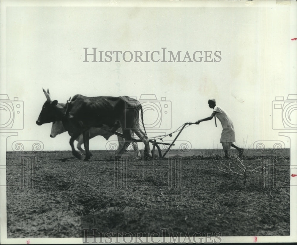 1967 Press Photo Agriculture-Man using oxen for plowing a farm in Sudan- Historic Images