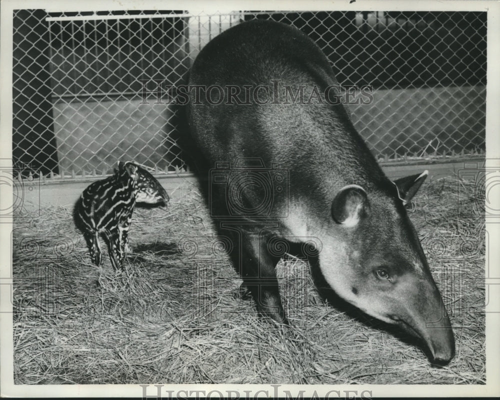 1958 Press Photo A mother and baby Tapir at San Francisco Zoo - mjb98915- Historic Images