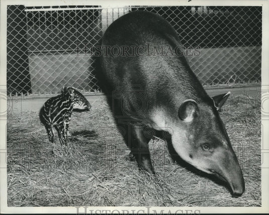 1958 Press Photo A mother and baby Tapir at San Francisco Zoo - mjb98915- Historic Images