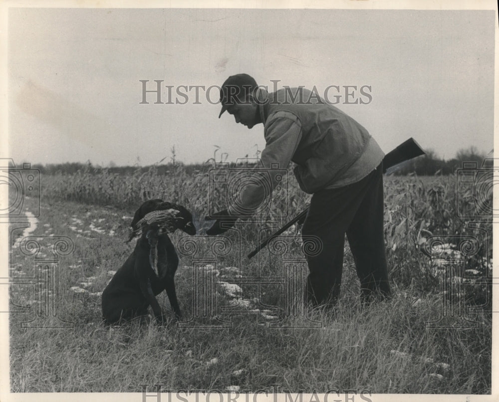 1954 Press Photo Hunter retrieves pheasant from his dog on this game &quot;farm&quot;.- Historic Images