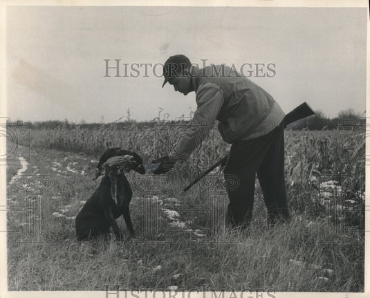 1954 Press Photo Hunter retrieves pheasant from his dog on this game "farm".- Historic Images