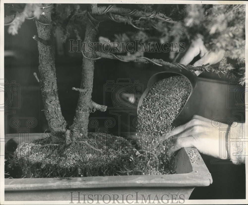 1956 Press Photo Tree being fitted into new pot with red clay earth, Japan.
