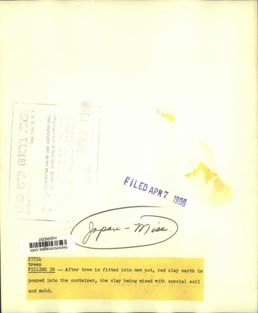 1956 Press Photo Tree being fitted into new pot with red clay earth, Japan.