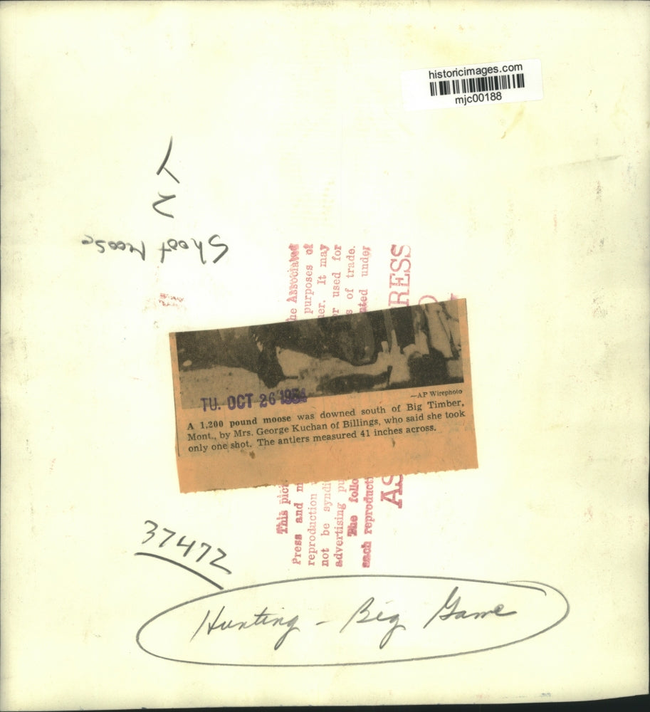 1954 Press Photo Mrs. George Kuchan downs moose in Big Timber, Montana