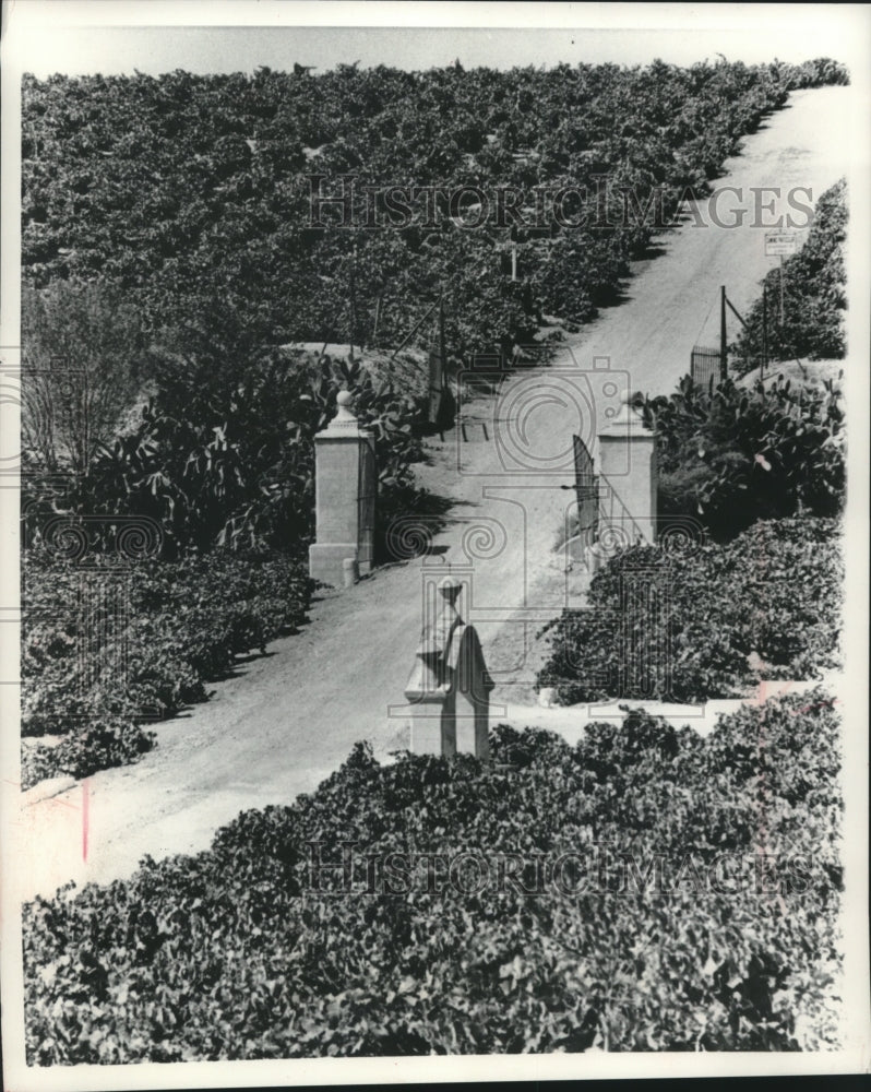 1972 Press Photo Private road crosses through estate with lush vineyards, Spain- Historic Images