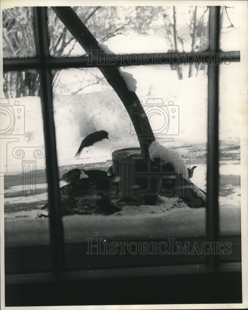 1962 Press Photo Birds using feeder at Mary Donald&#39;s on subzero day- Historic Images