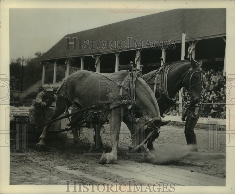 1952 Press Photo Draft horses photo &quot;Giving His All&quot;-Honesdale, Pennsylvania- Historic Images