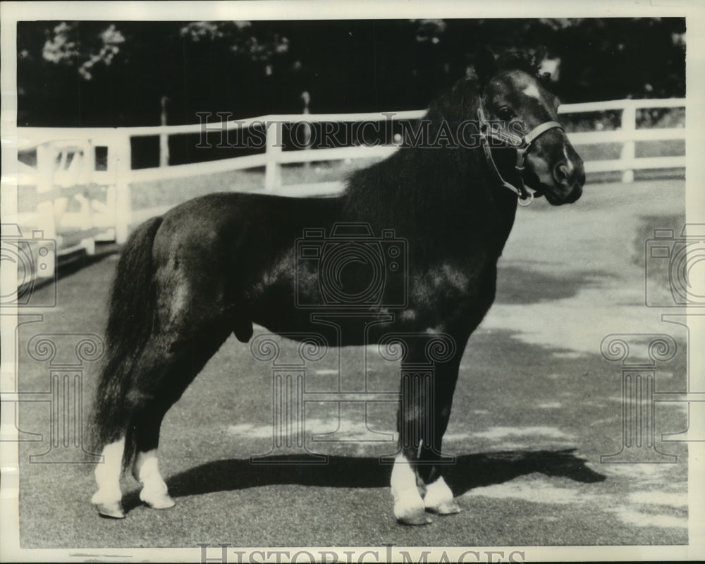 1956 Press Photo The Earl&#39;s miniature stallion in Ridgefield, Connecticut- Historic Images