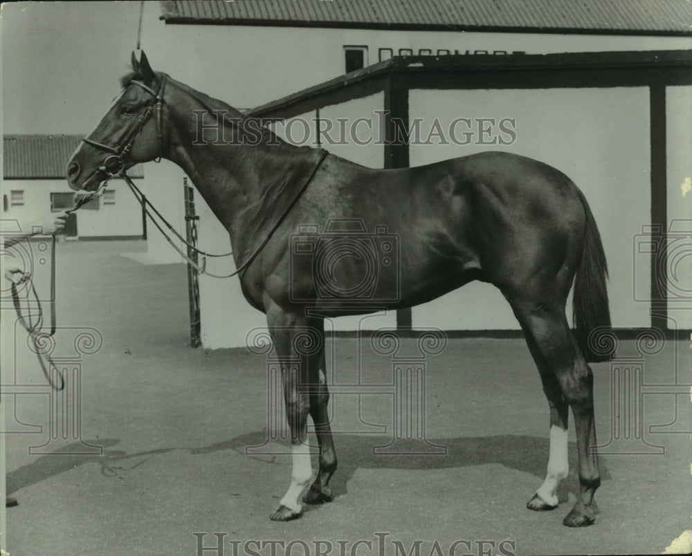 1971 Press Photo Derby prospect Gaillard at Paddy Prendergast&#39;s farm in Ireland- Historic Images