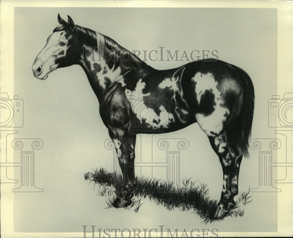 1972 Press Photo Pinto horse- Historic Images