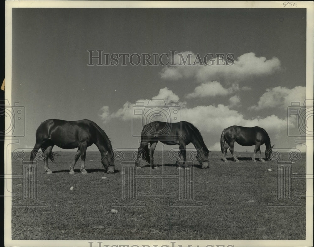 1949 Press Photo Grazing horses in a perfect pattern south of Theresa, Wisconsin