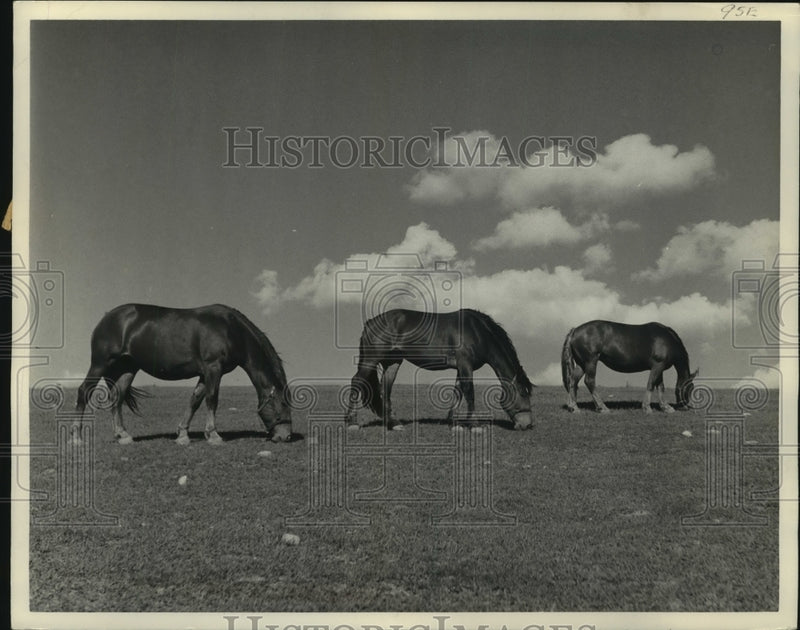 Load image into Gallery viewer, 1949 Press Photo Grazing horses in a perfect pattern south of Theresa, Wisconsin
