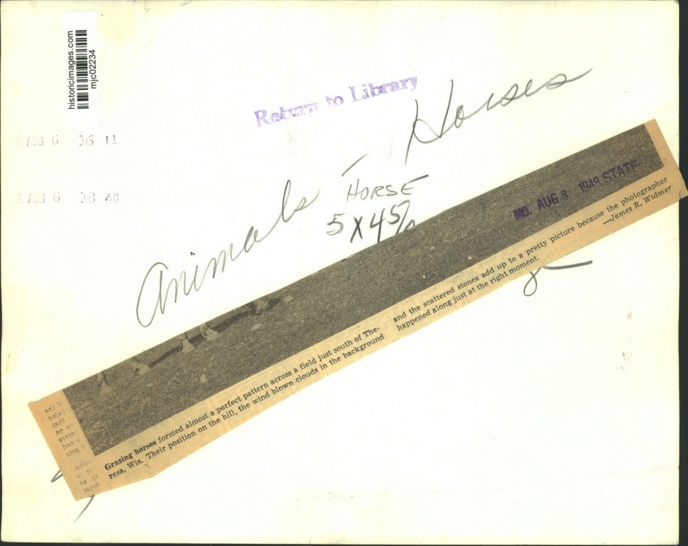 1949 Press Photo Grazing horses in a perfect pattern south of Theresa, Wisconsin