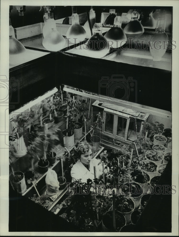 1962 Press Photo Woman Technician Doing Work at All-Union Insitute in Leningrad