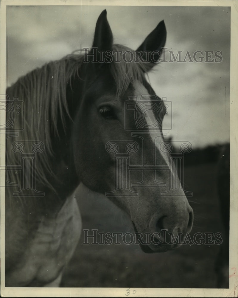 1946 Press Photo A horse named Peter - mjc02753- Historic Images