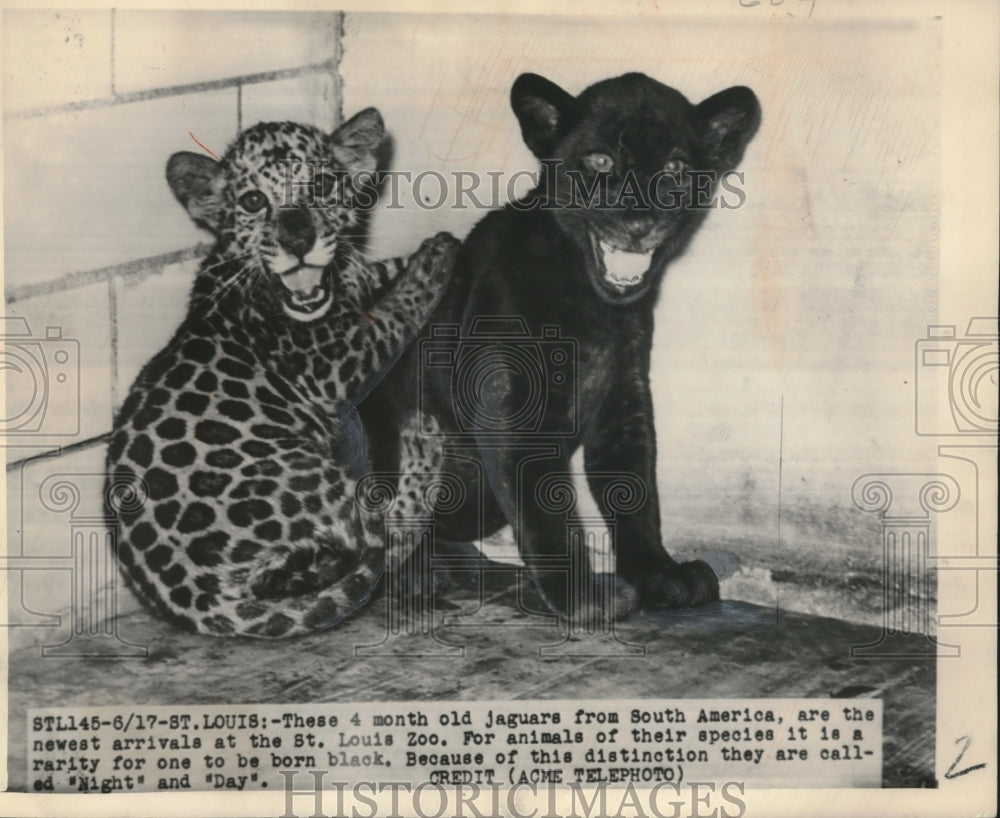 1949 Press Photo Jaguars, new arrivals at St. Louis Zoo, &quot;Night&quot; and &quot;Day&quot;- Historic Images