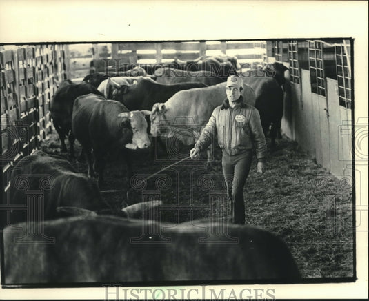 1985 Press Photo John Walters sorts stock at Waukesha County Fairgrounds- Historic Images