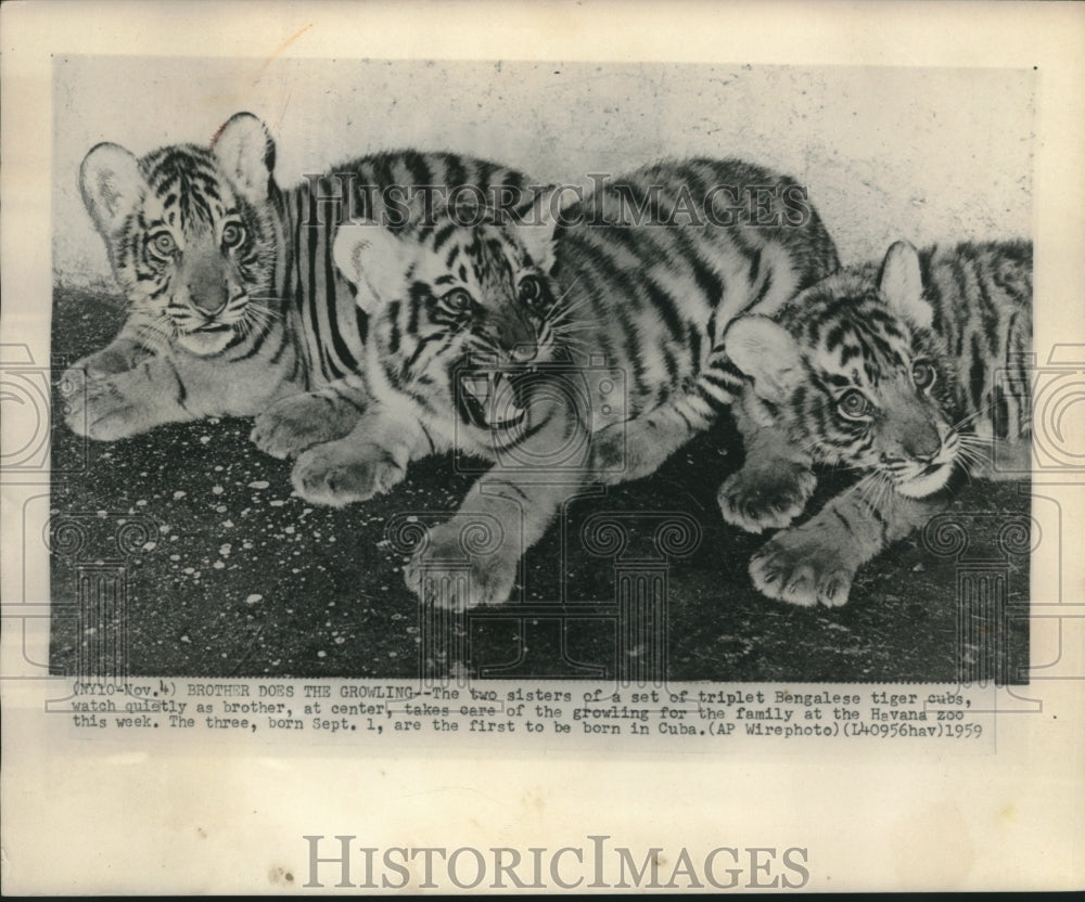1959 Press Photo Triplet Bengal tigers in Havana zoo arefirst tigers to be born.