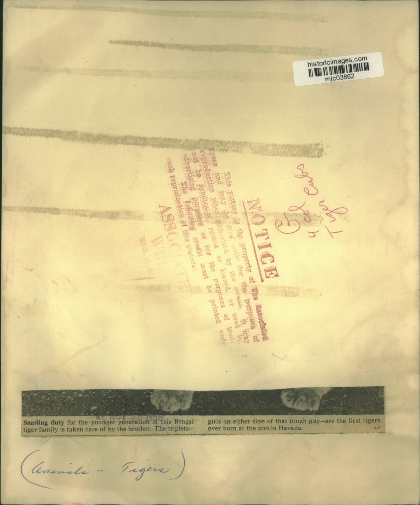 1959 Press Photo Triplet Bengal tigers in Havana zoo arefirst tigers to be born.