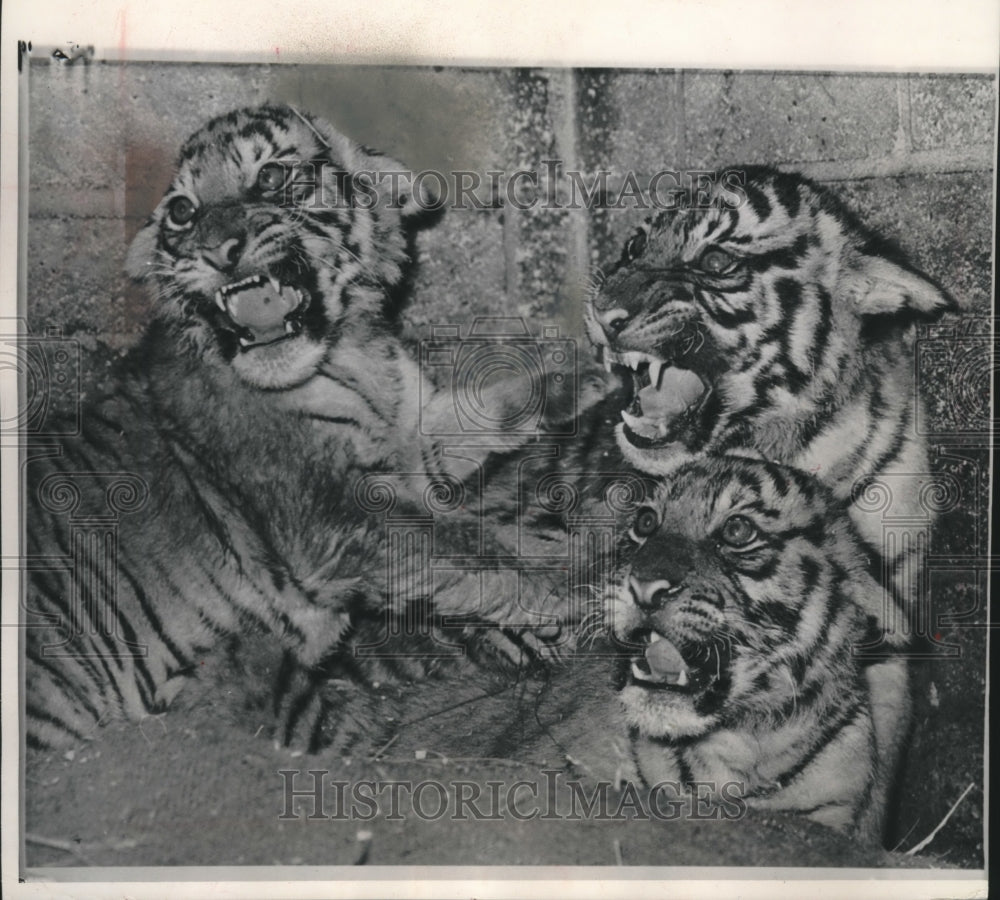 1962 Press Photo 14 week old tiger triplets at the Whipsnade zoo near London- Historic Images