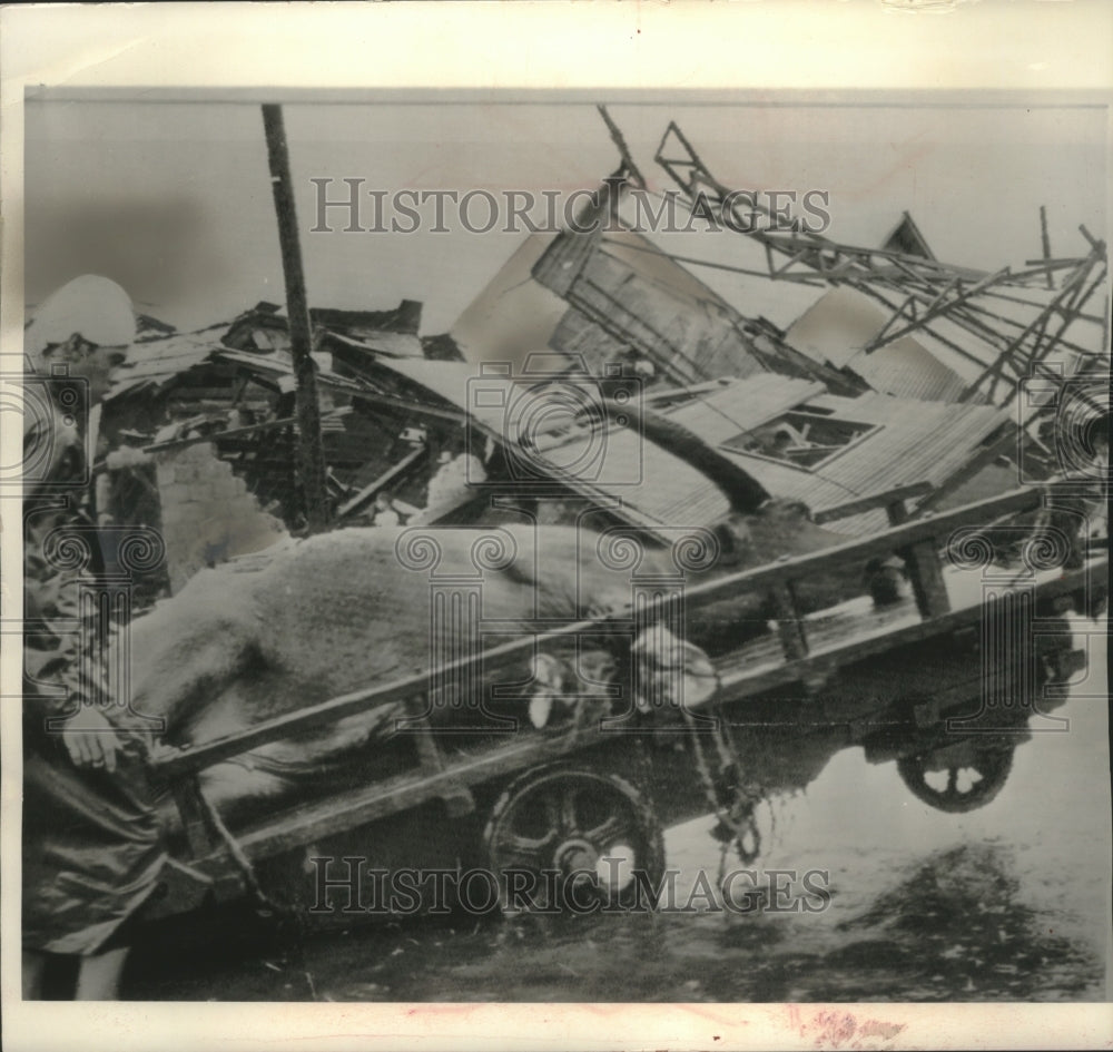 1964 Press Photo Filipino farm pushes cart, dead buffalo, flooded street Manilia- Historic Images