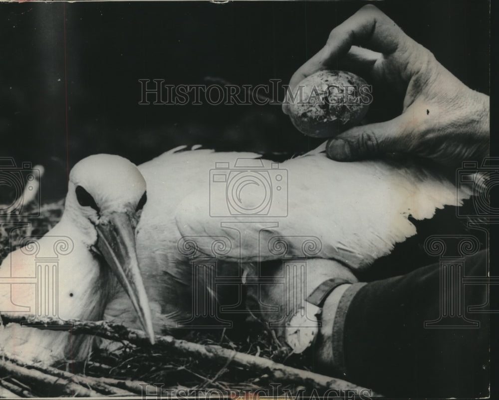 1965 Press Photo Bloesch checks storks eggs while she sits on the nest.- Historic Images