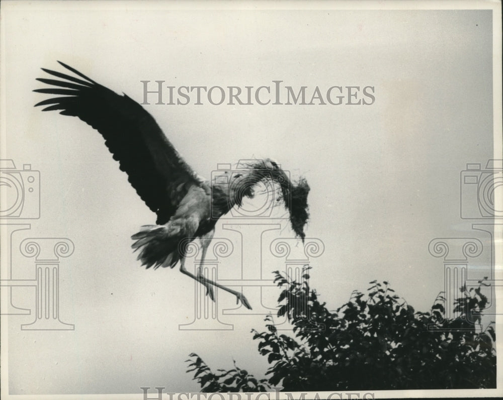 1957 Press Photo Stork bringing in nesting material on Isle of Sylt - mjc05373- Historic Images