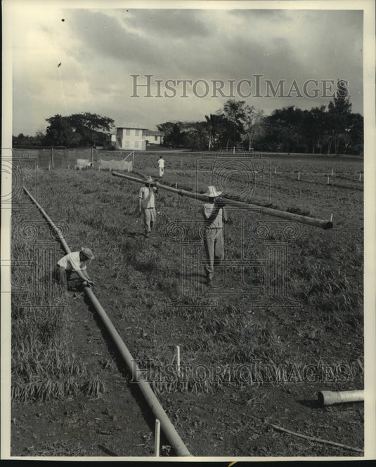 1954 Press Photo Workers lay pipeline for irrigation at farm near Isabela- Historic Images