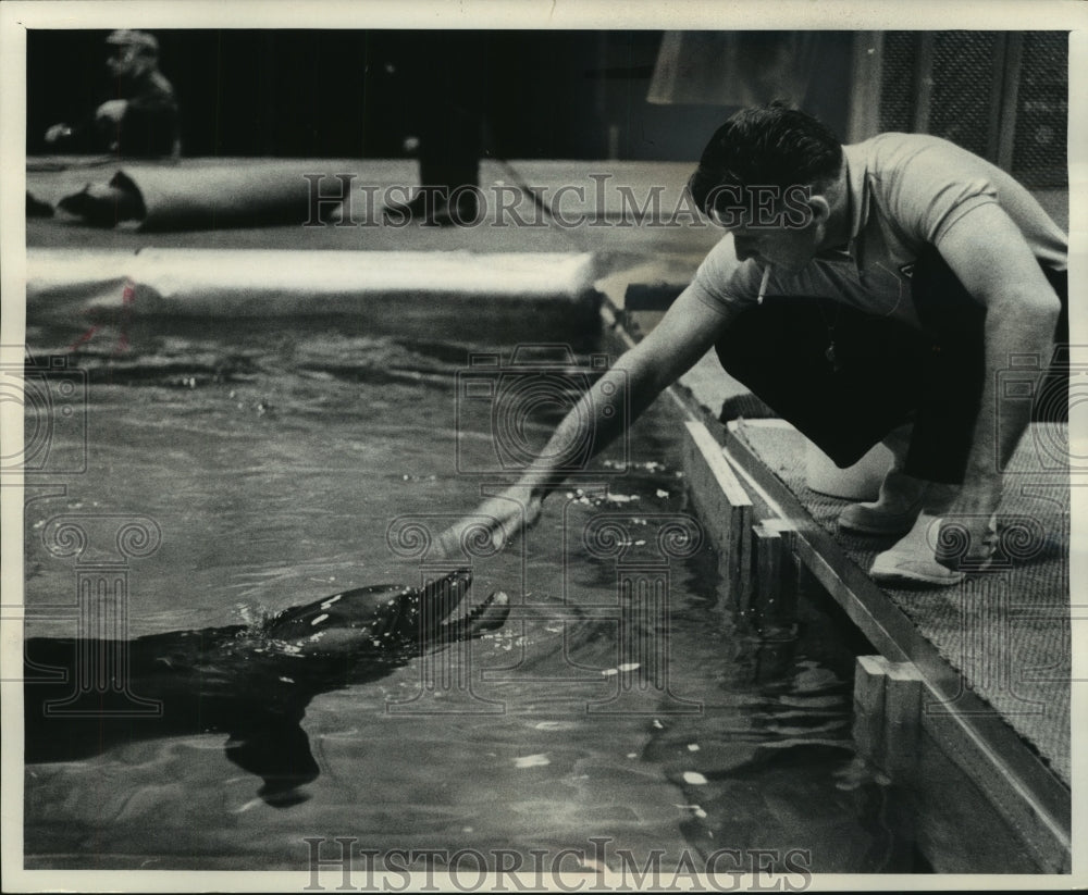 1965 Press Photo Sadie, the porpoise, gets a pat on the head from Trainer Lyons- Historic Images