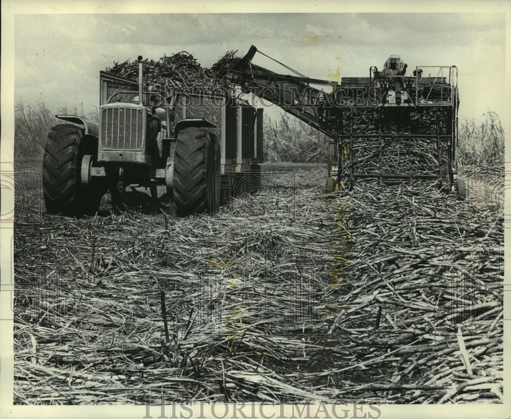 1962 Press Photo Continuous cane loader in the field - mjc08304- Historic Images