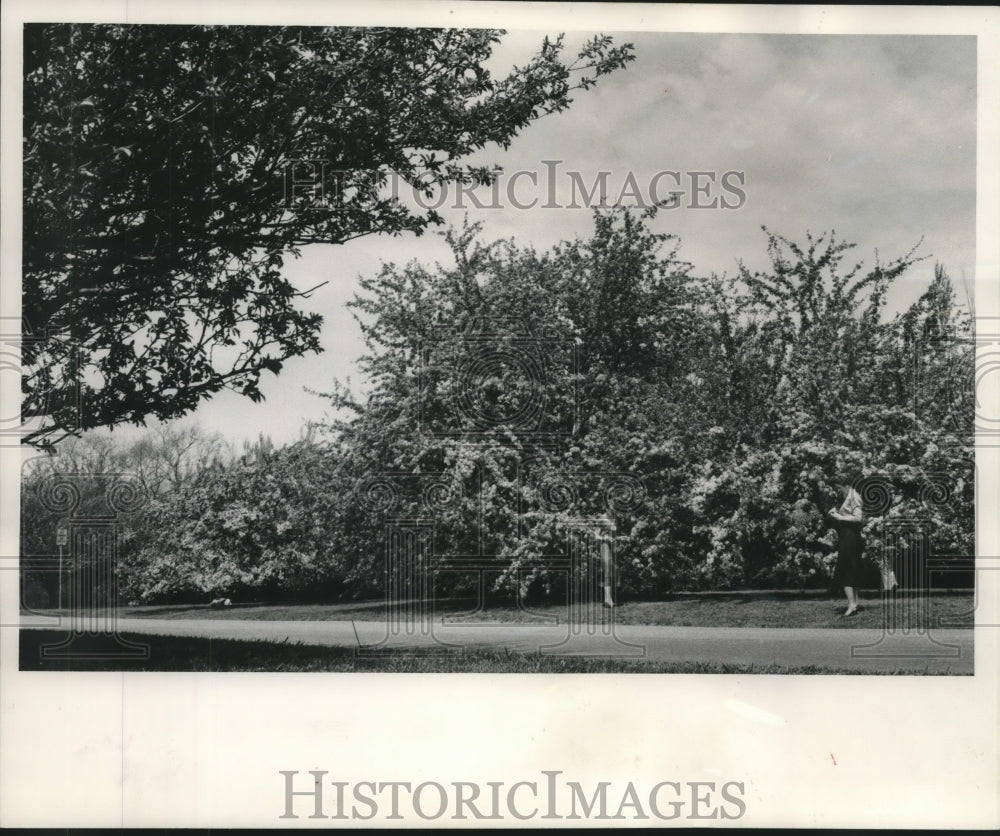 1958 Press Photo Sisters taking pictures of crab apple trees in Estabrook park.