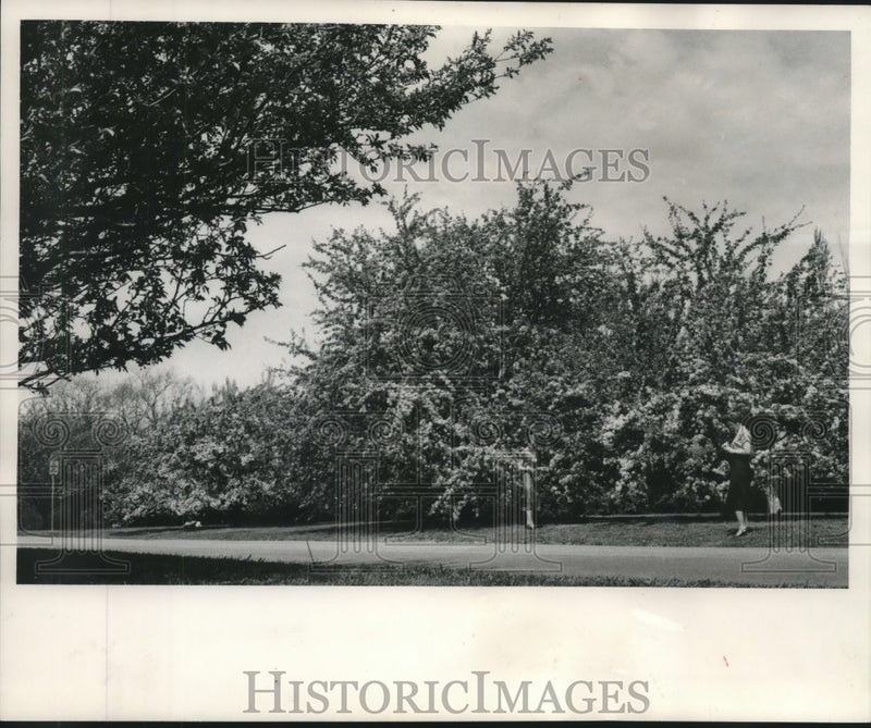 Load image into Gallery viewer, 1958 Press Photo Sisters taking pictures of crab apple trees in Estabrook park.

