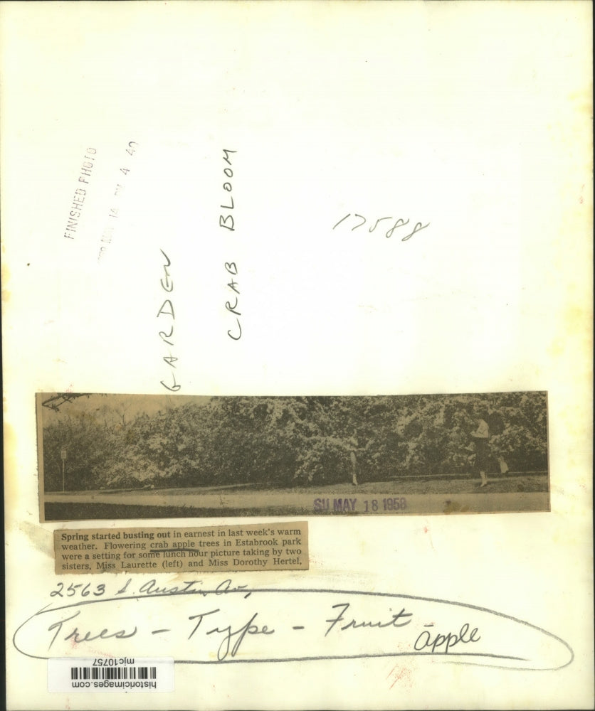 1958 Press Photo Sisters taking pictures of crab apple trees in Estabrook park.