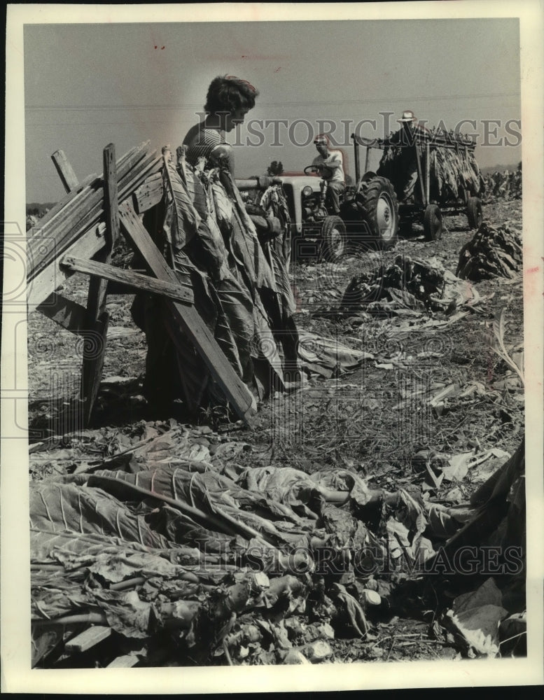 1960 Press Photo Harvesting tobacco in progress in southern Wisconsin- Historic Images