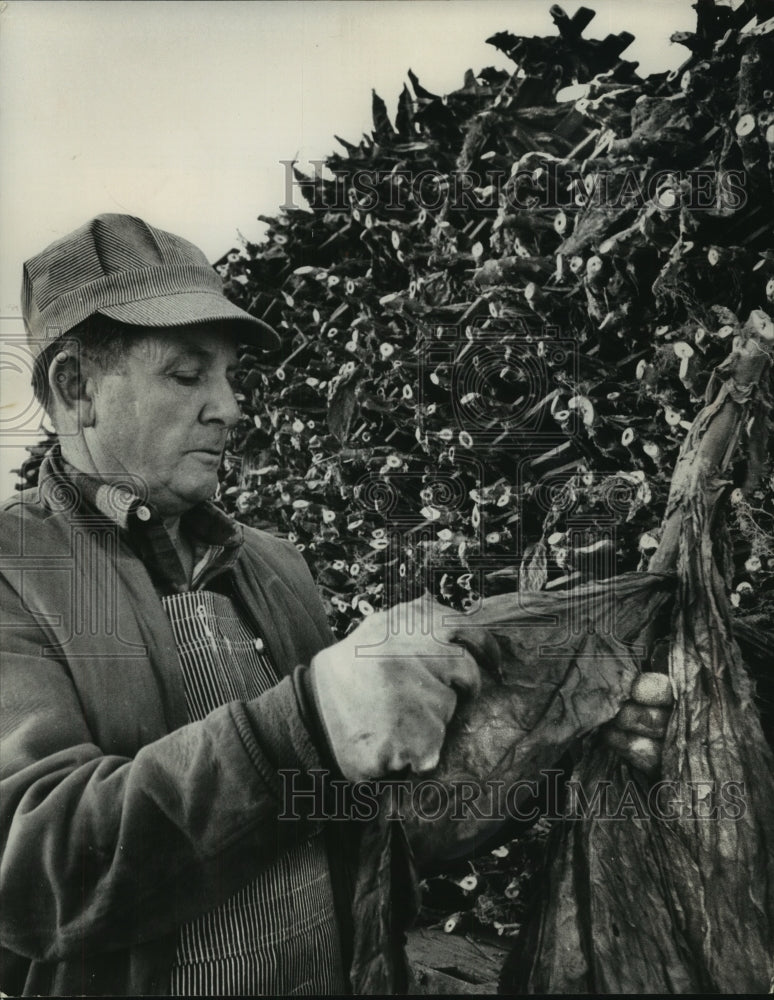 1963 Press Photo Richard Hoefe examining tobacco leaves, farm near Edgerton- Historic Images