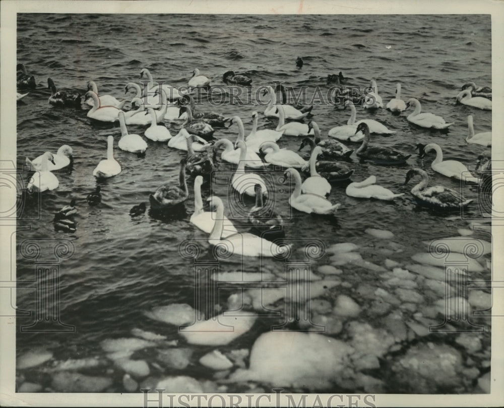 1953 Press Photo Swans swim in cold water of Stockholm, Sweden- Historic Images