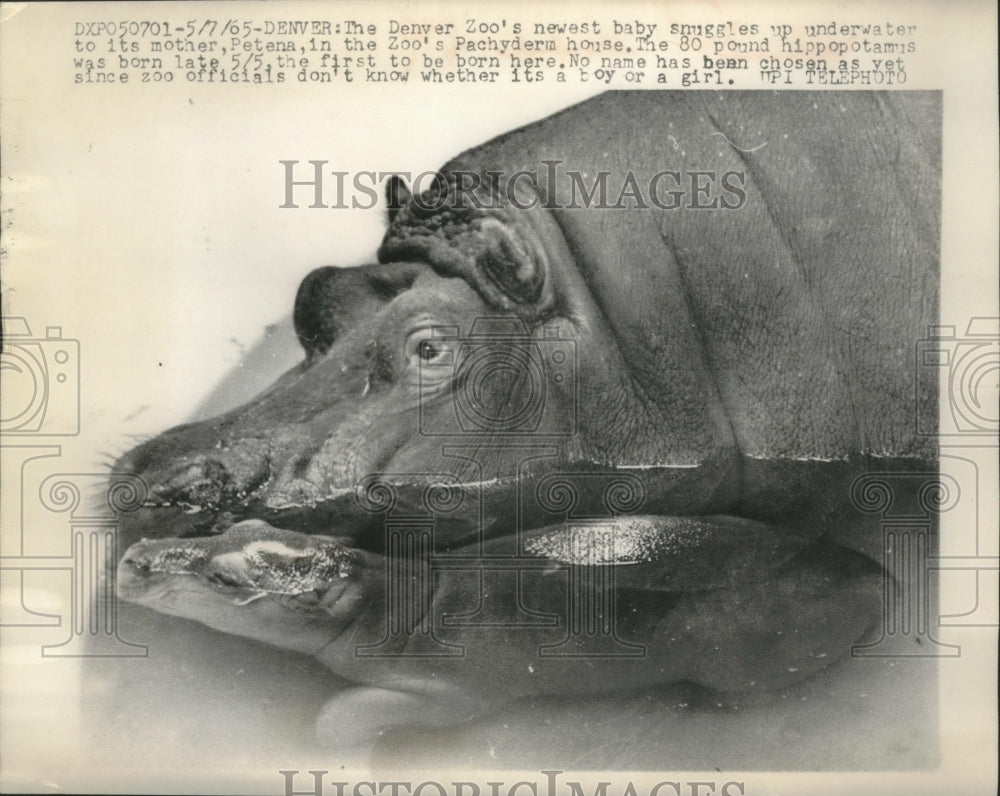 1965 Press Photo Denver Zoo - Petena the Hippo with Baby - mjc14401- Historic Images