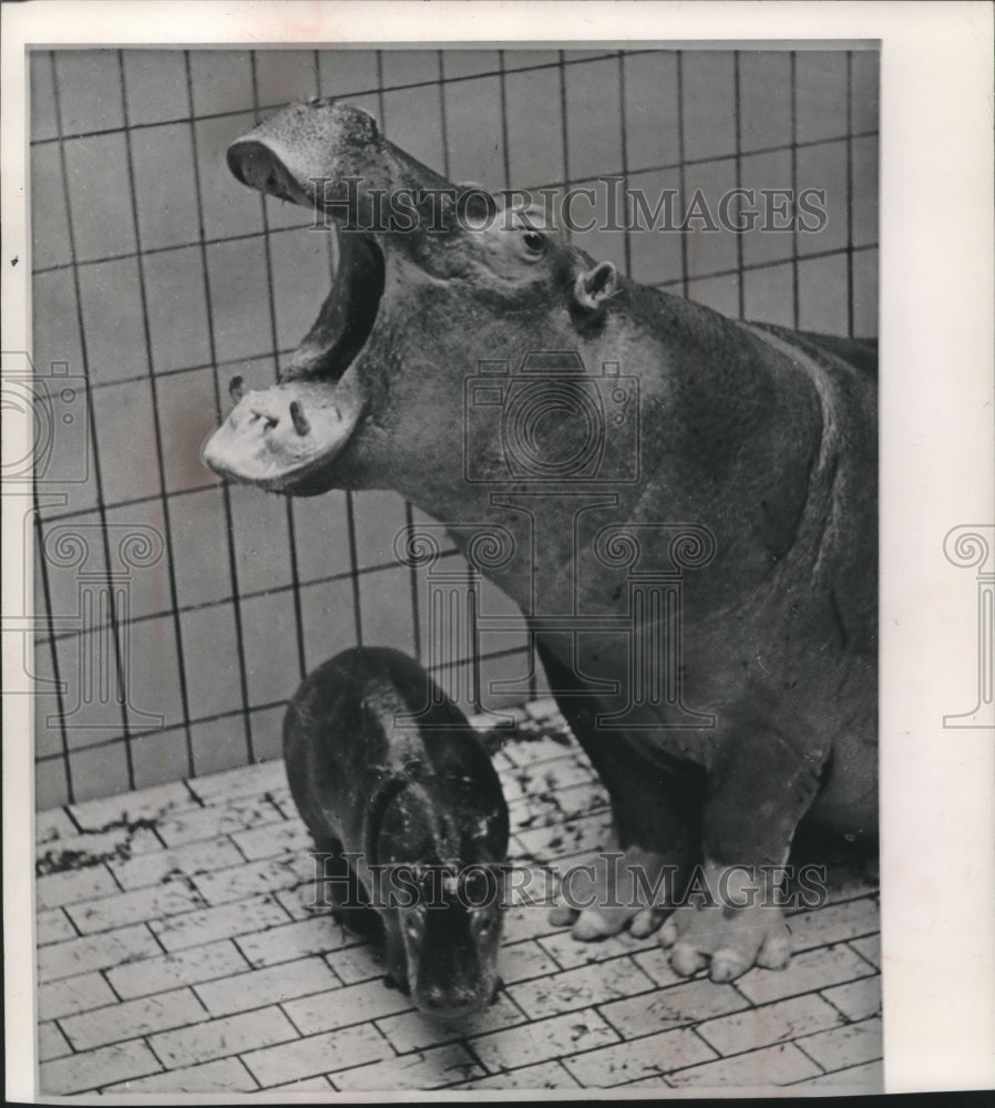 1963 Press Photo A Mother Hippo, Jette, With Newborn in West Berlin Zoo- Historic Images