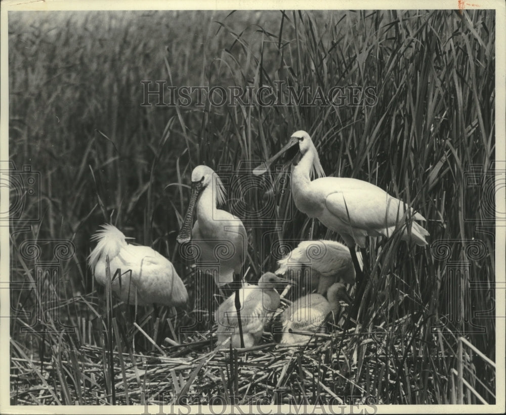 1964 Press Photo Spoonbill family in a marsh in Hungary- Historic Images