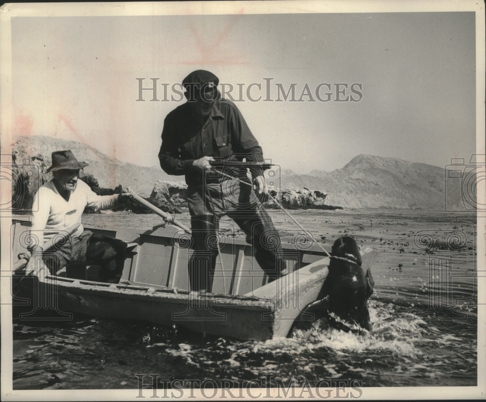 1953 Press Photo Miller ropes a seal to fill an order, Seal Hunting- Historic Images